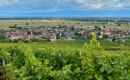 LE COQUELICOT Burnhaupt-le-Haut