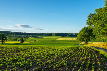 LE COQUELICOT Burnhaupt-le-Haut